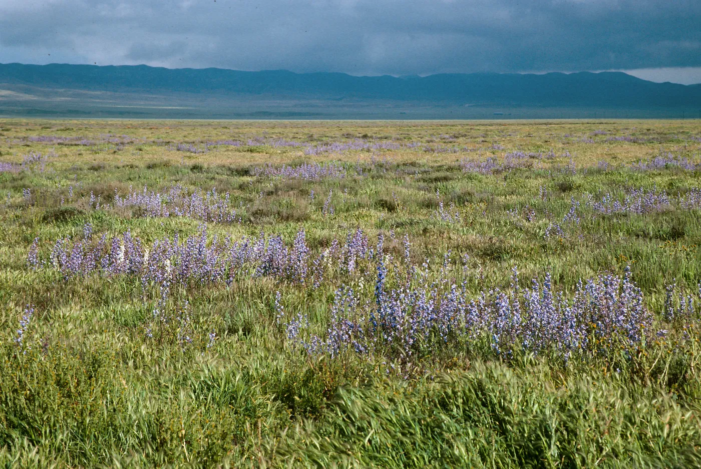 Delphinium parishii, Larkspur, Soda Lake