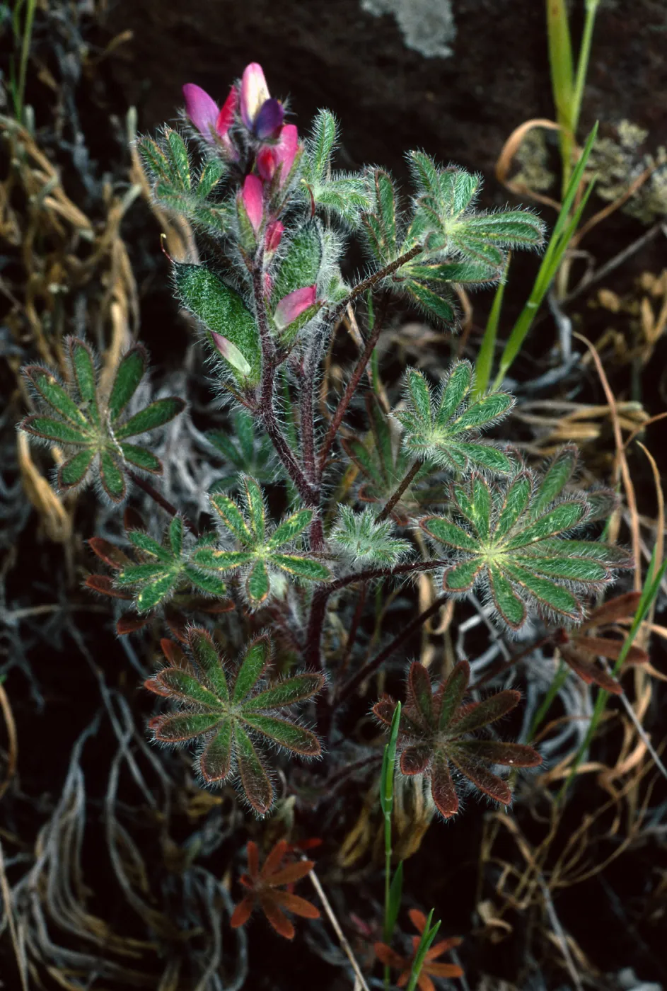Lupinus concinnus, Santa Catalina Island