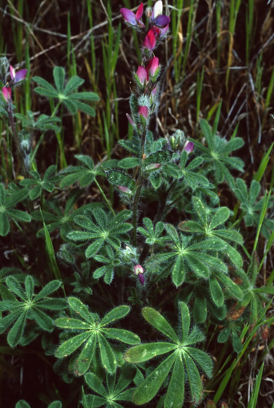 Lupinus concinnus, Santa Catalina Island