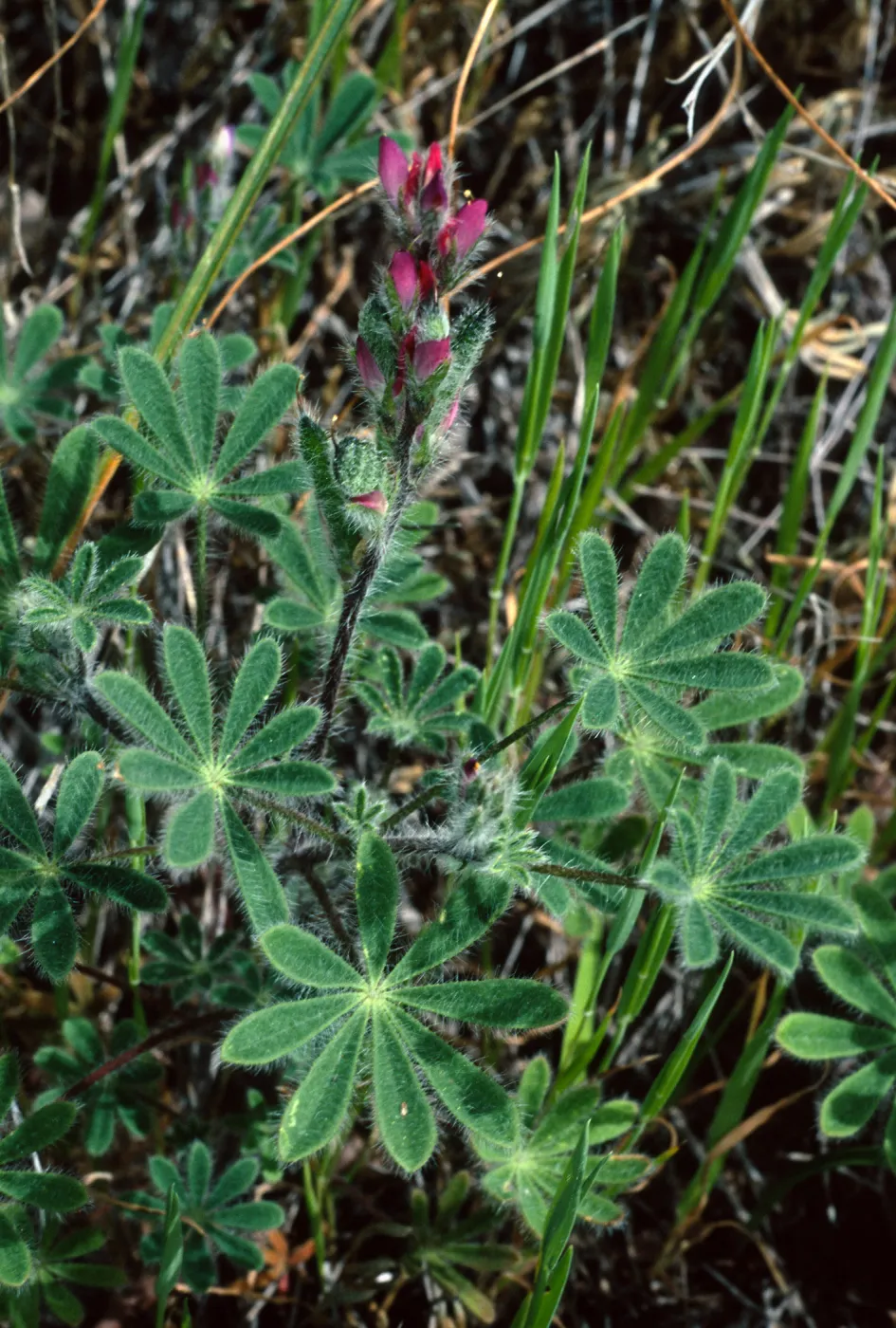 Lupinus concinnus, Santa Catalina Island