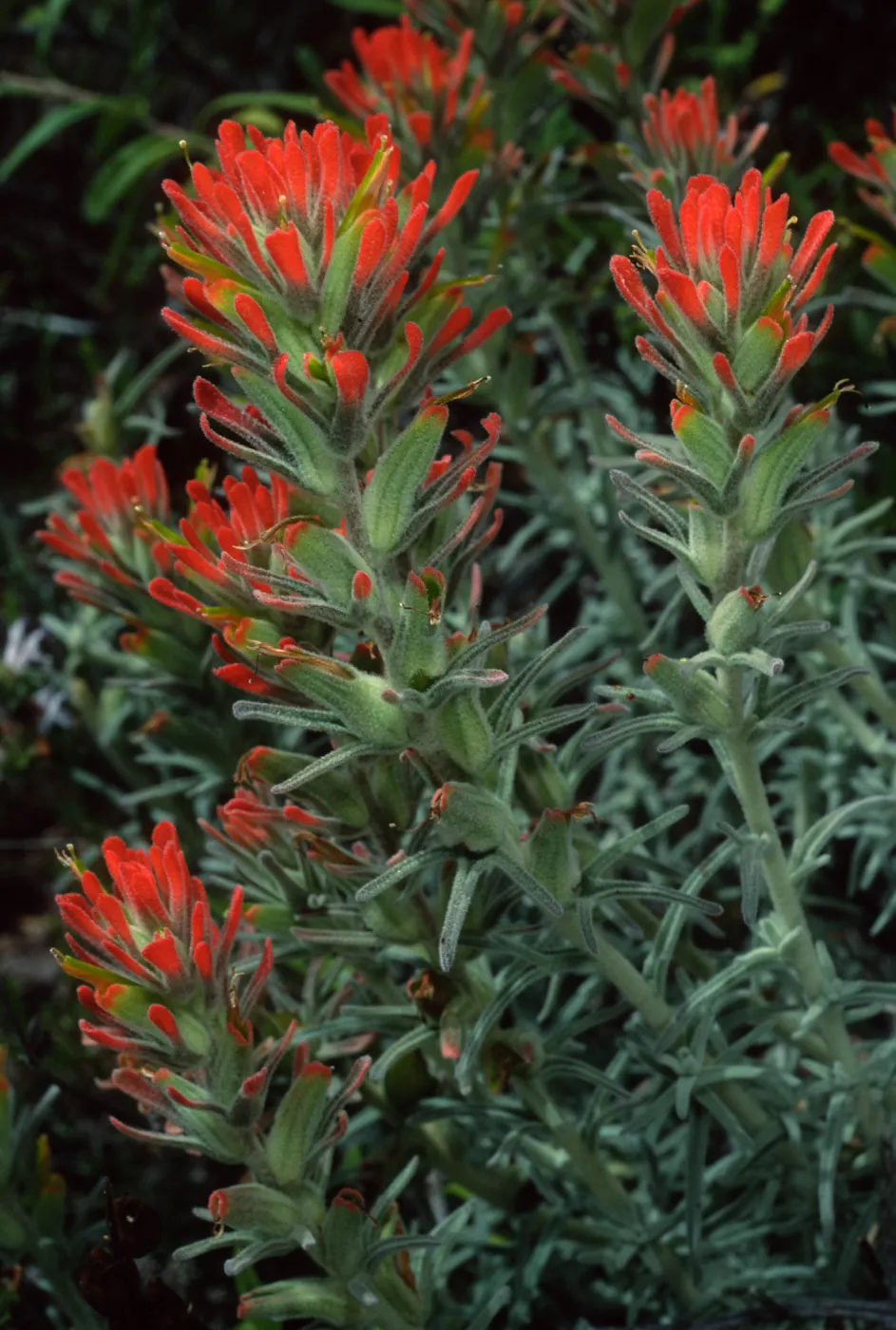 Castilleja foliolosa, Santa Catalina Island