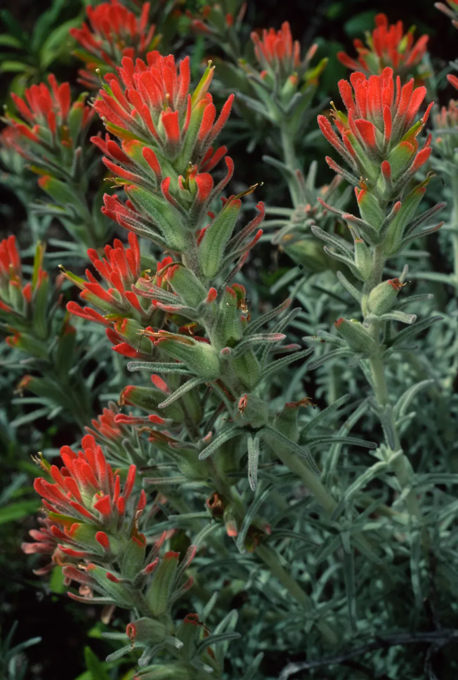 Castilleja foliolosa, Santa Catalina Island