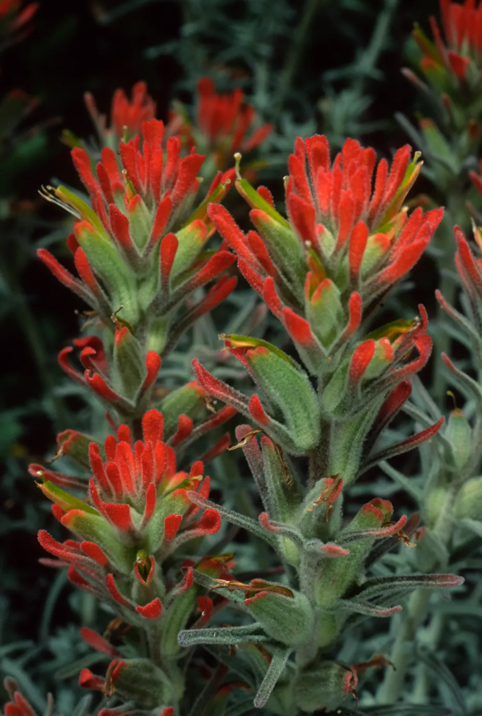 Castilleja foliolosa, Santa Catalina Island