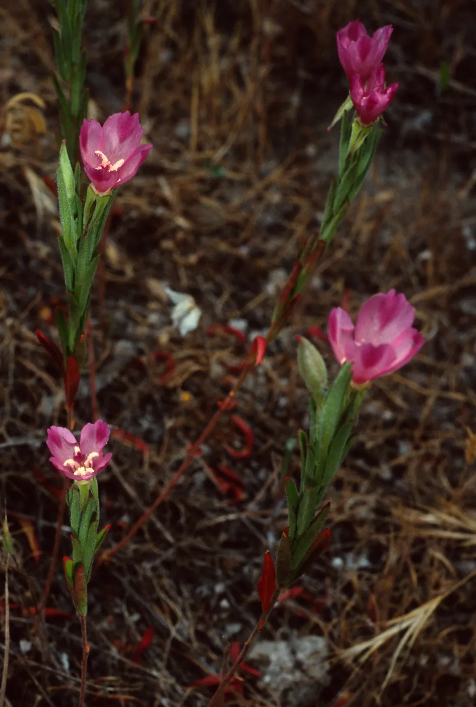 Clarkia, Santa Catalina Island