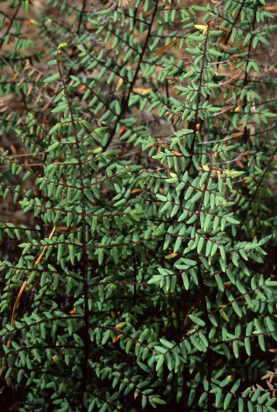 Pellaea mucronata, Santa Catalina Island