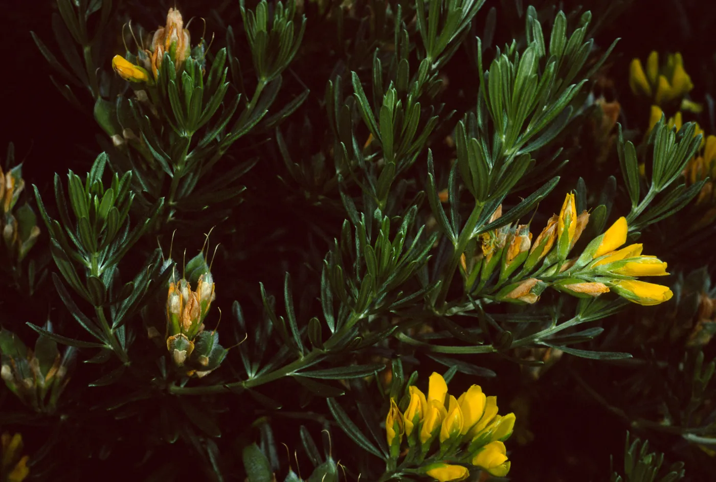Genista linifolia, Santa Catalina Island