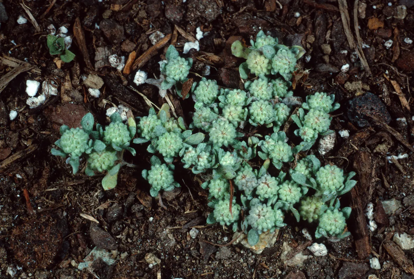 Psilocarpinus tenellus, Santa Catalina Island