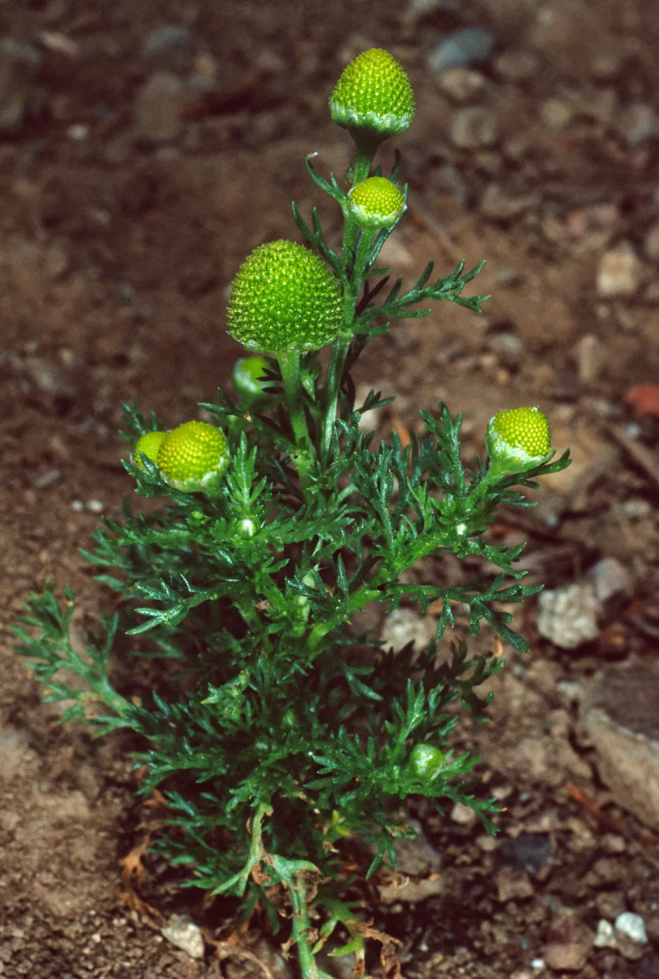 Matricaria, Santa Catalina Island