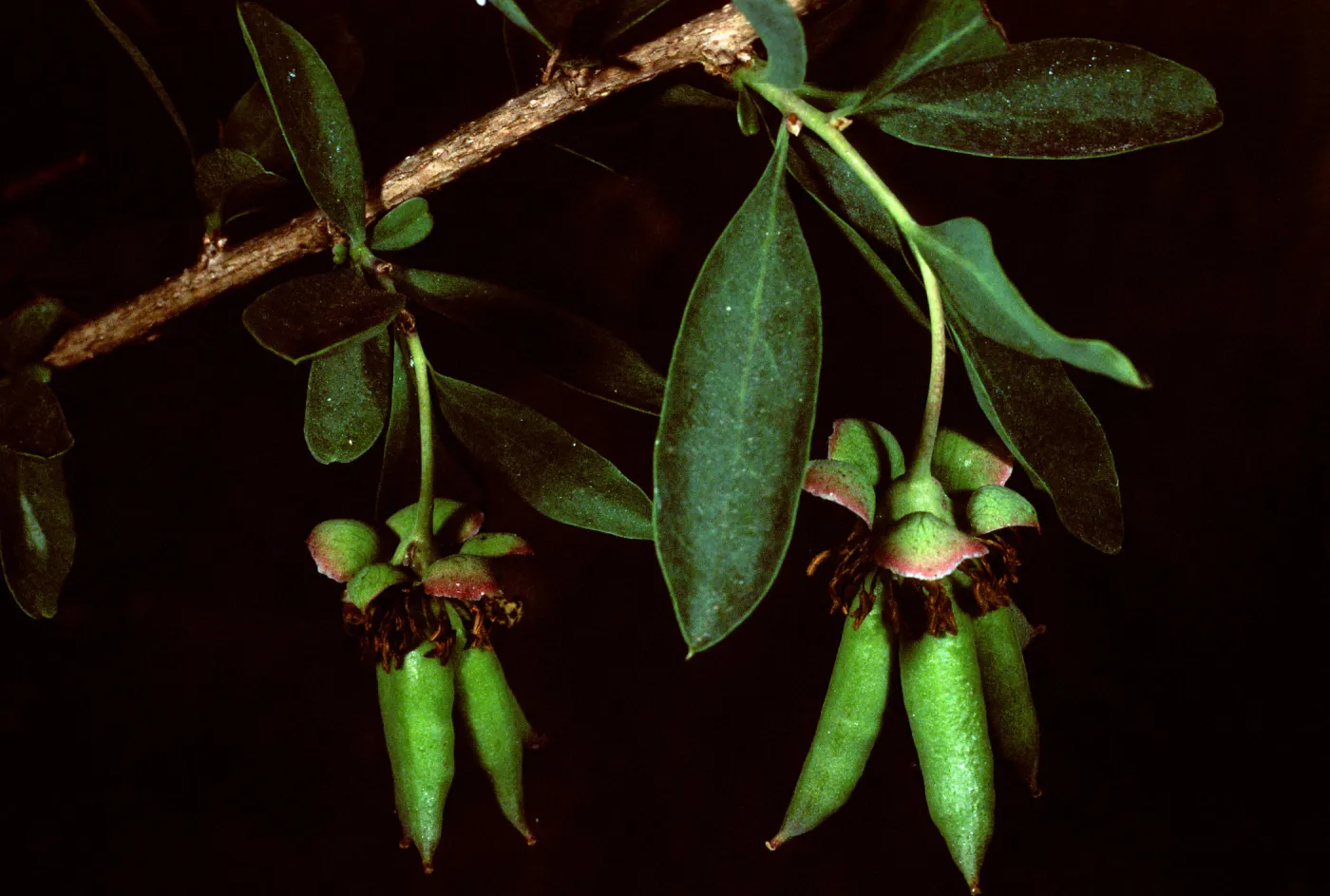 Crossosoma californicum, Santa Catalina Island