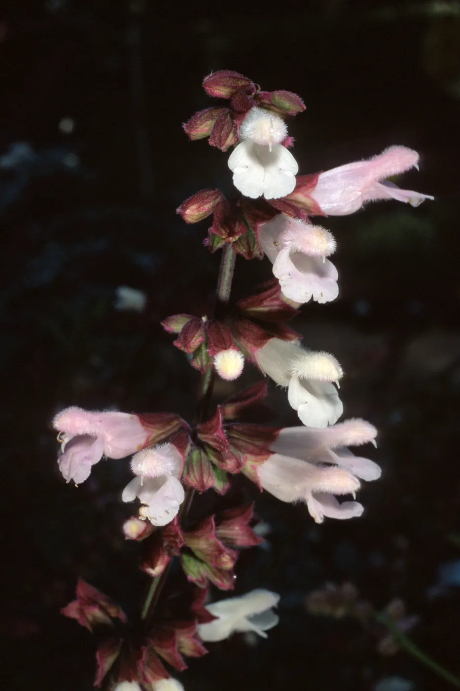 Santa Barbara Botanic Garden