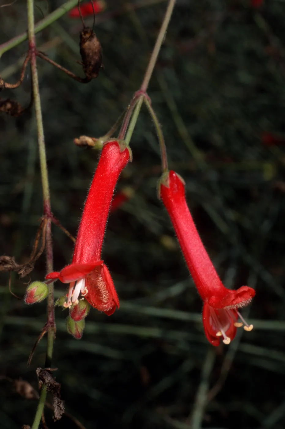 Gambelia juncea, Santa Barbara Botanic Garden