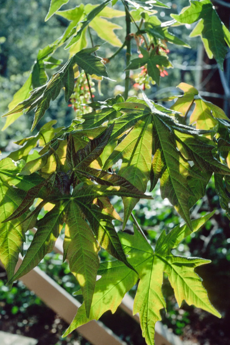 Acer, Santa Barbara Botanic Garden