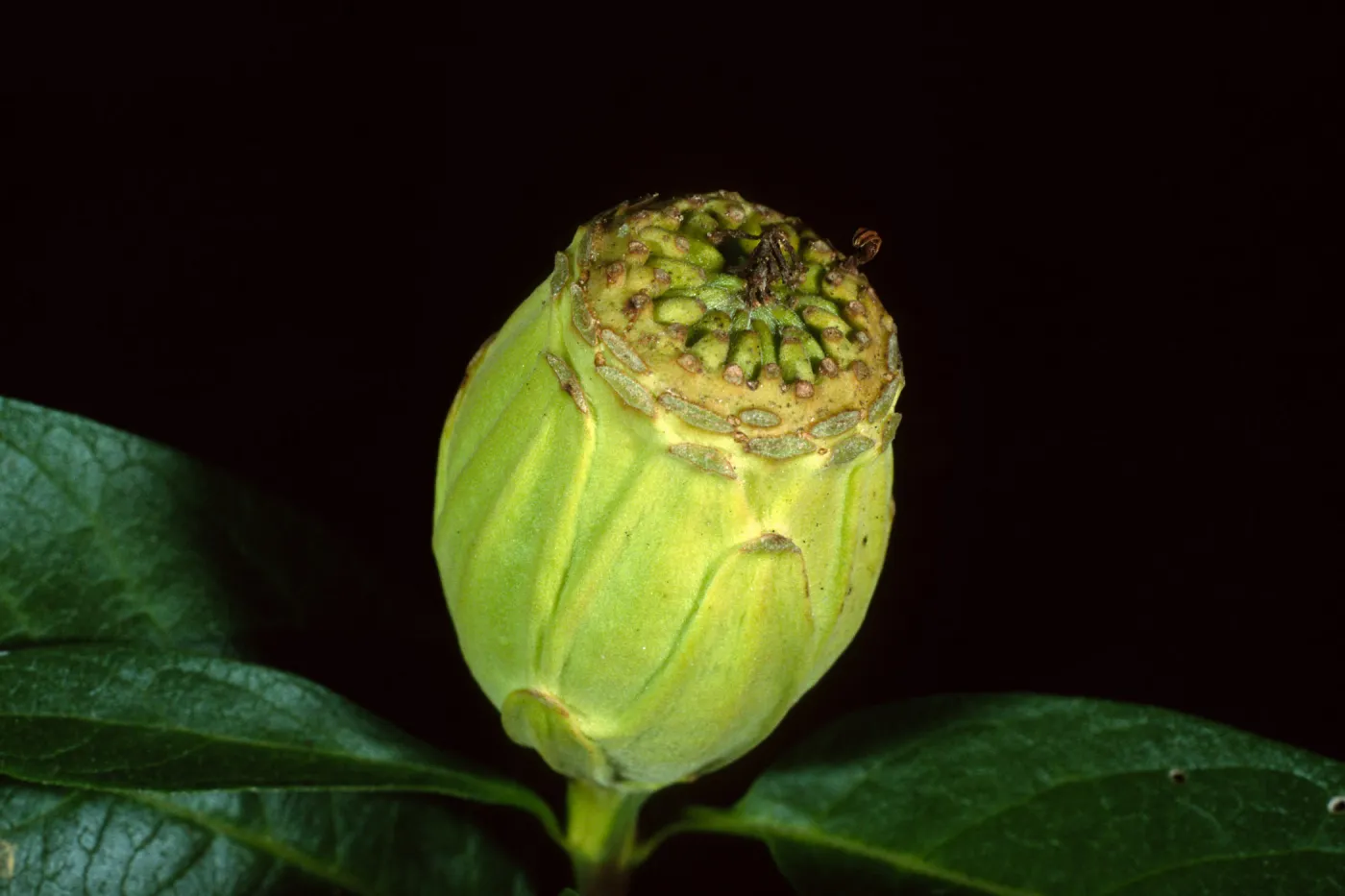 Calycanthus occidentalis, Santa Barbara Botanic Garden