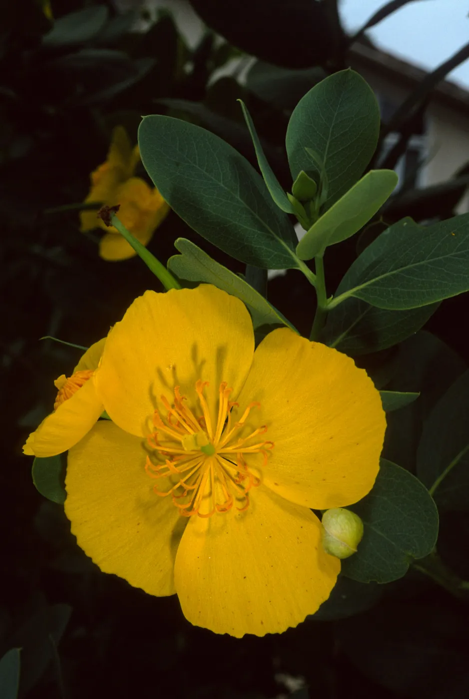 Dendromecon harfordii, Santa Barbara Botanic Garden