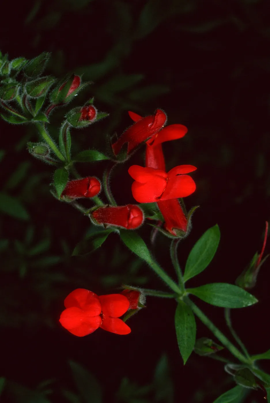 Gambelia speciosa, Santa Barbara Botanic Garden