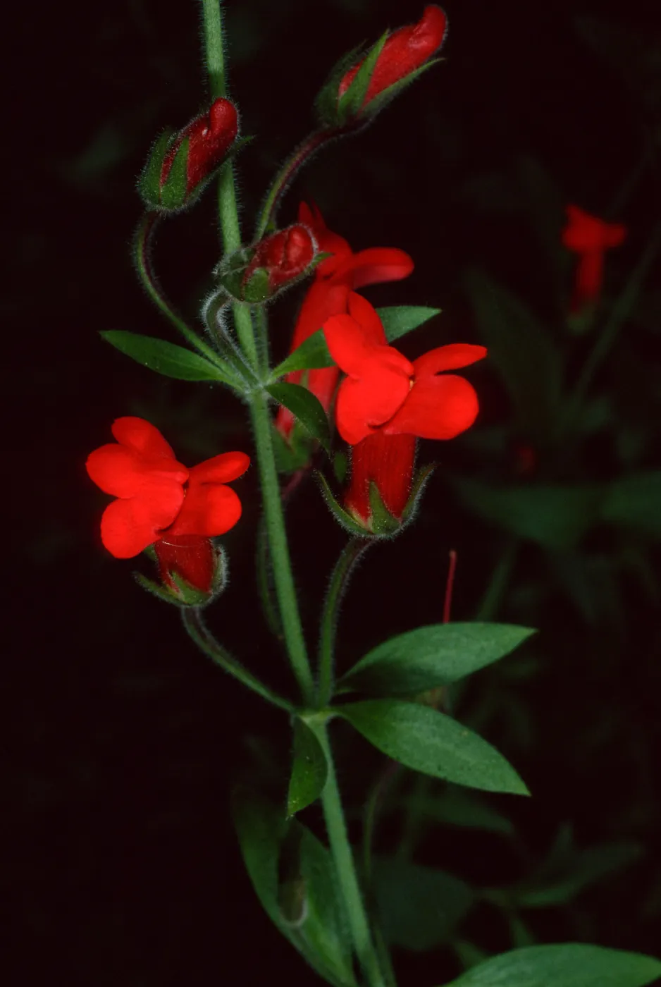 Gambelia speciosa, Santa Barbara Botanic Garden