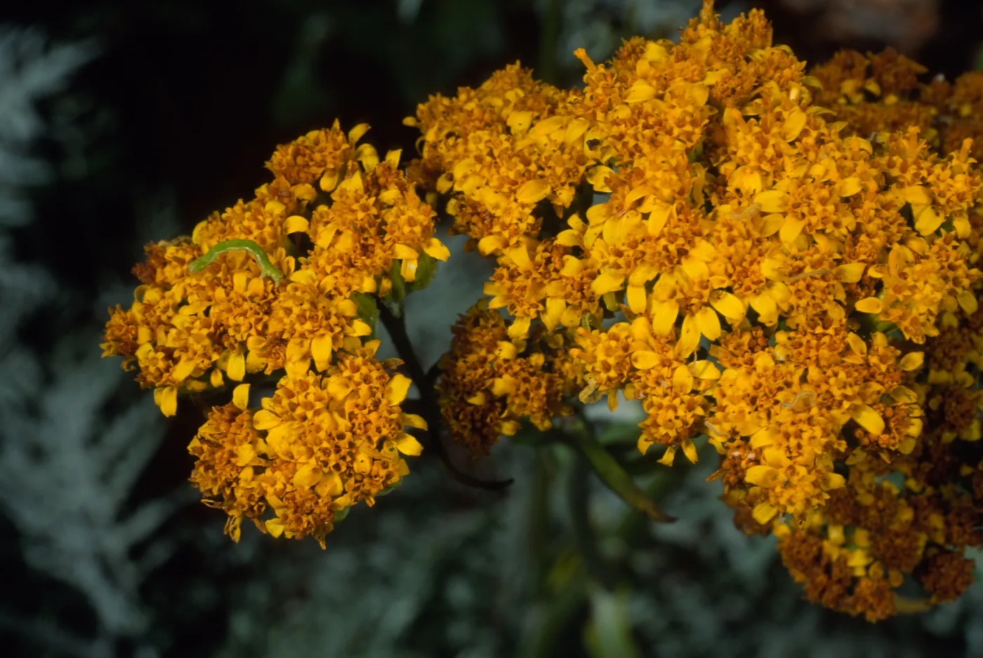 Eriophyllum nevinii, Santa Barbara Botanic Garden