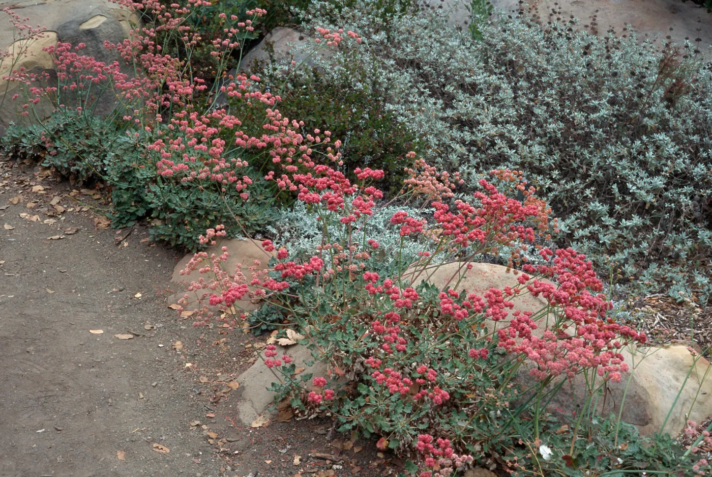 Eriogonum grande rubescens, Santa Barbara Botanic Garden