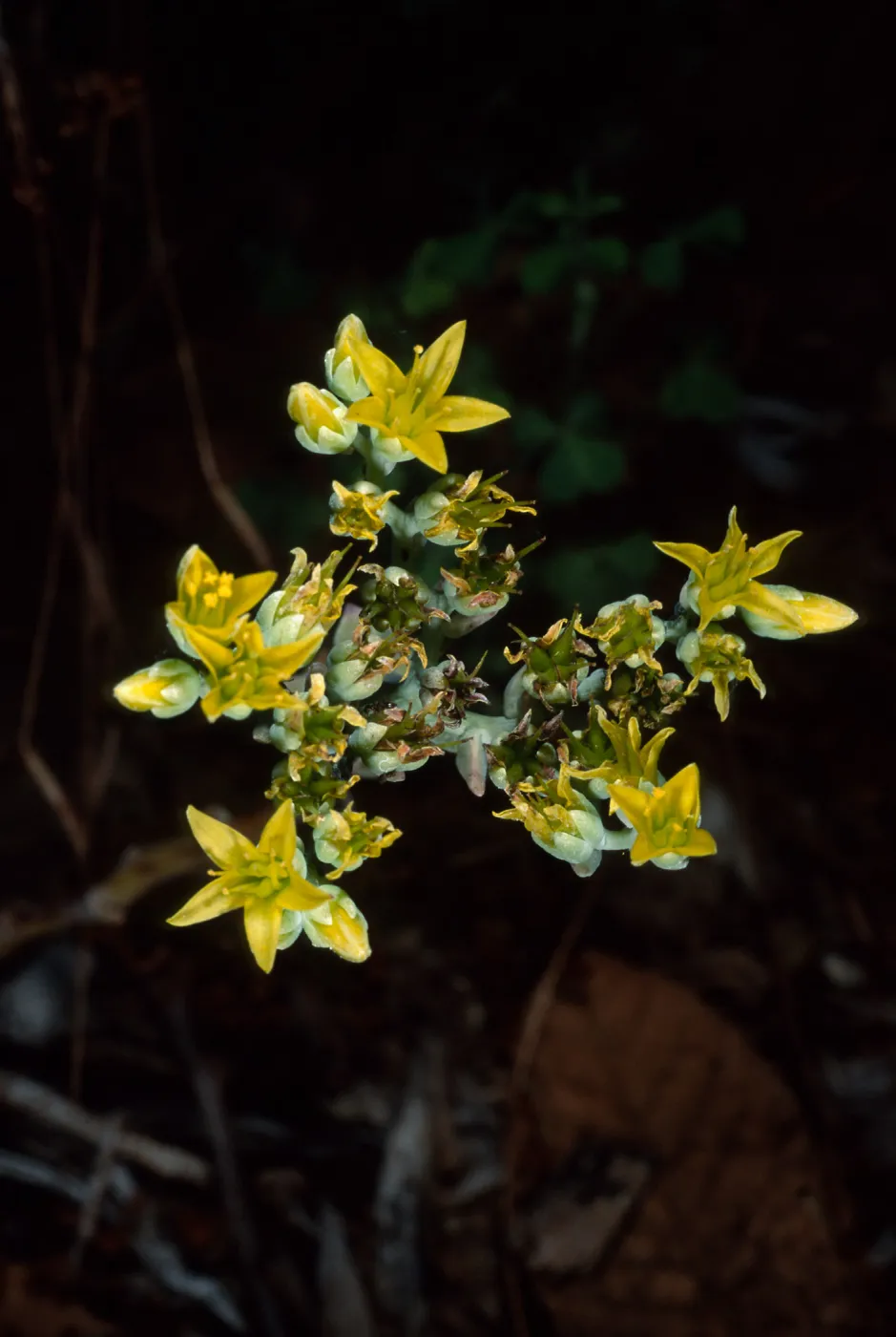 Dudleya traskiae, Santa Barbara Botanic Garden