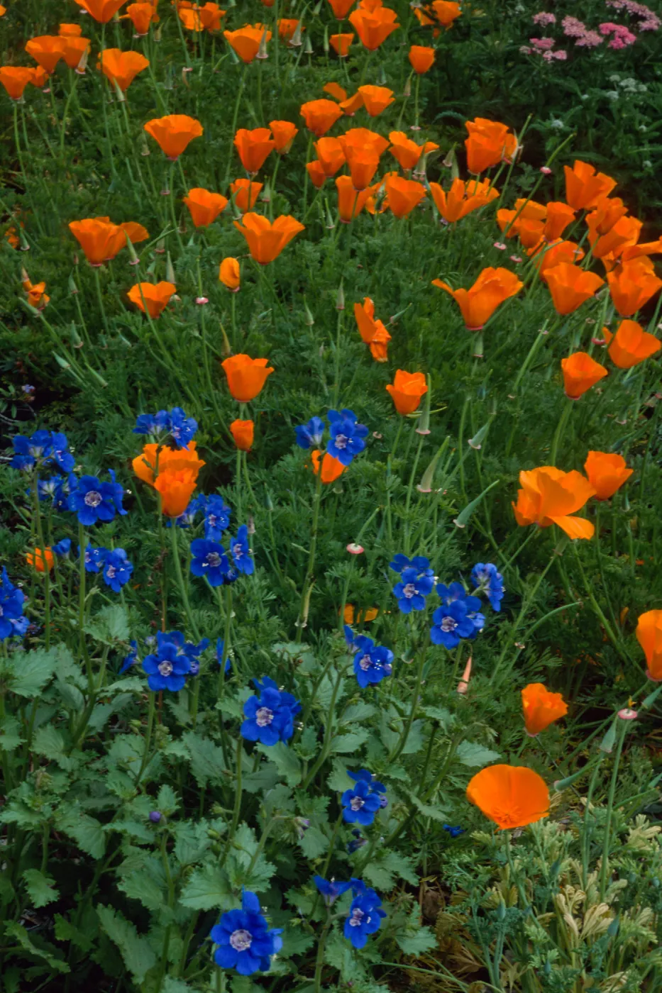 Phacelia, Eschscholzia (California Poppy) , Santa Barbara Botanic Garden, meadow