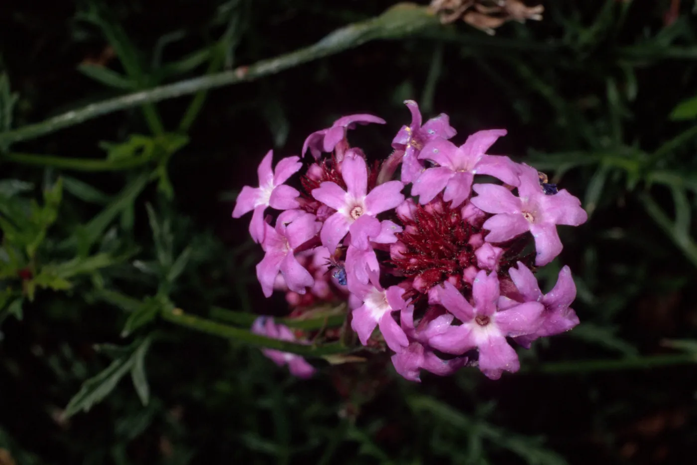Verbena lilacina, Santa Barbara Botanic Garden