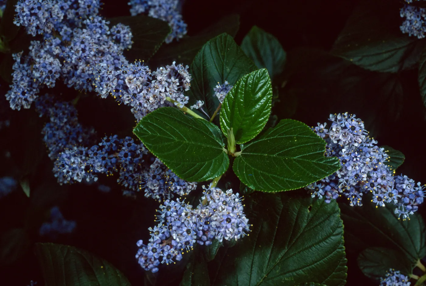 Ceanothus arboreus, Santa Barbara Botanic Garden