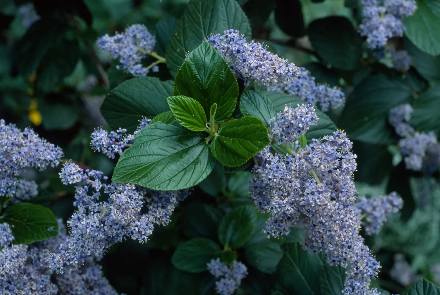 Ceanothus arboreus, Santa Barbara Botanic Garden