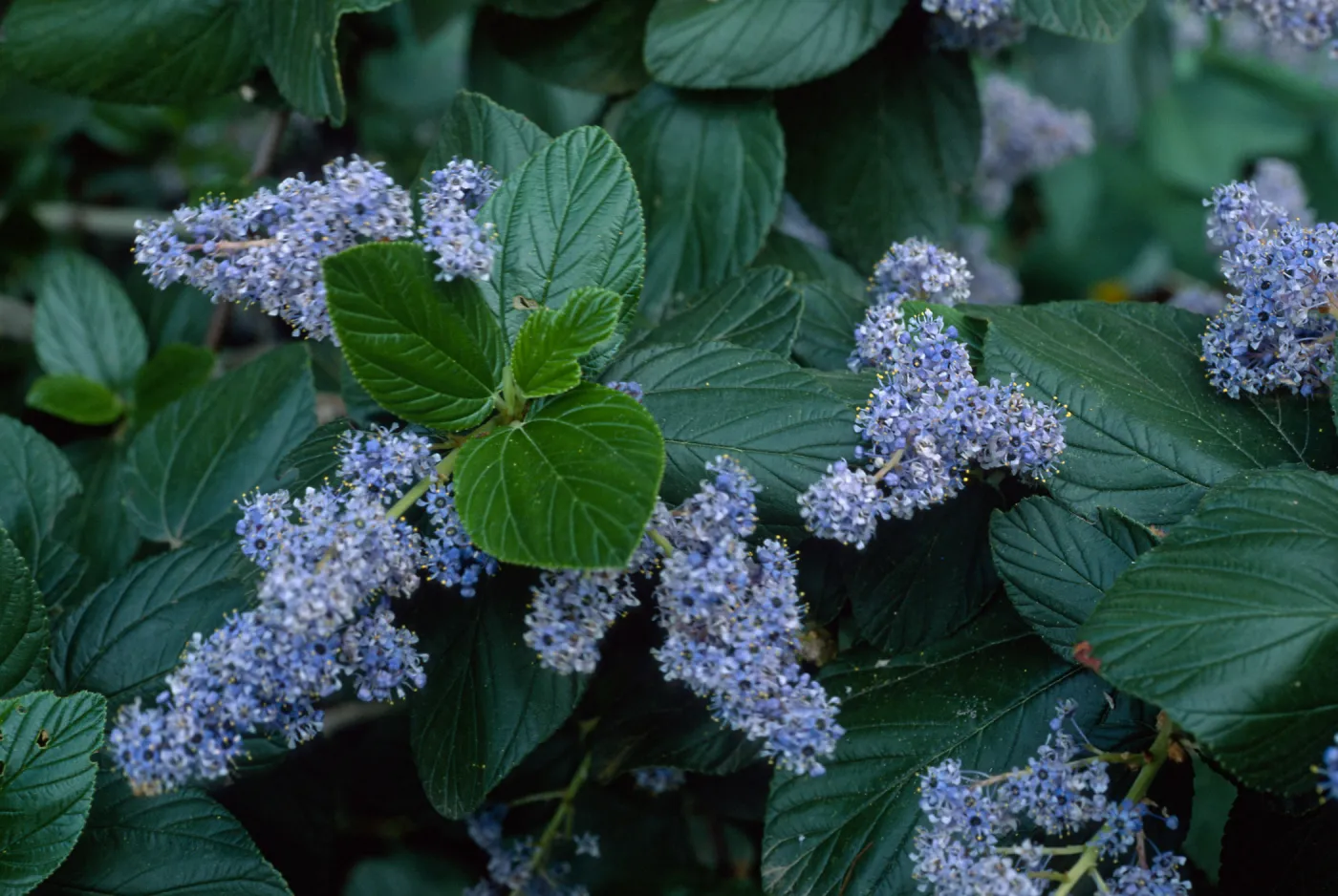 Ceanothus arboreus, Santa Barbara Botanic Garden