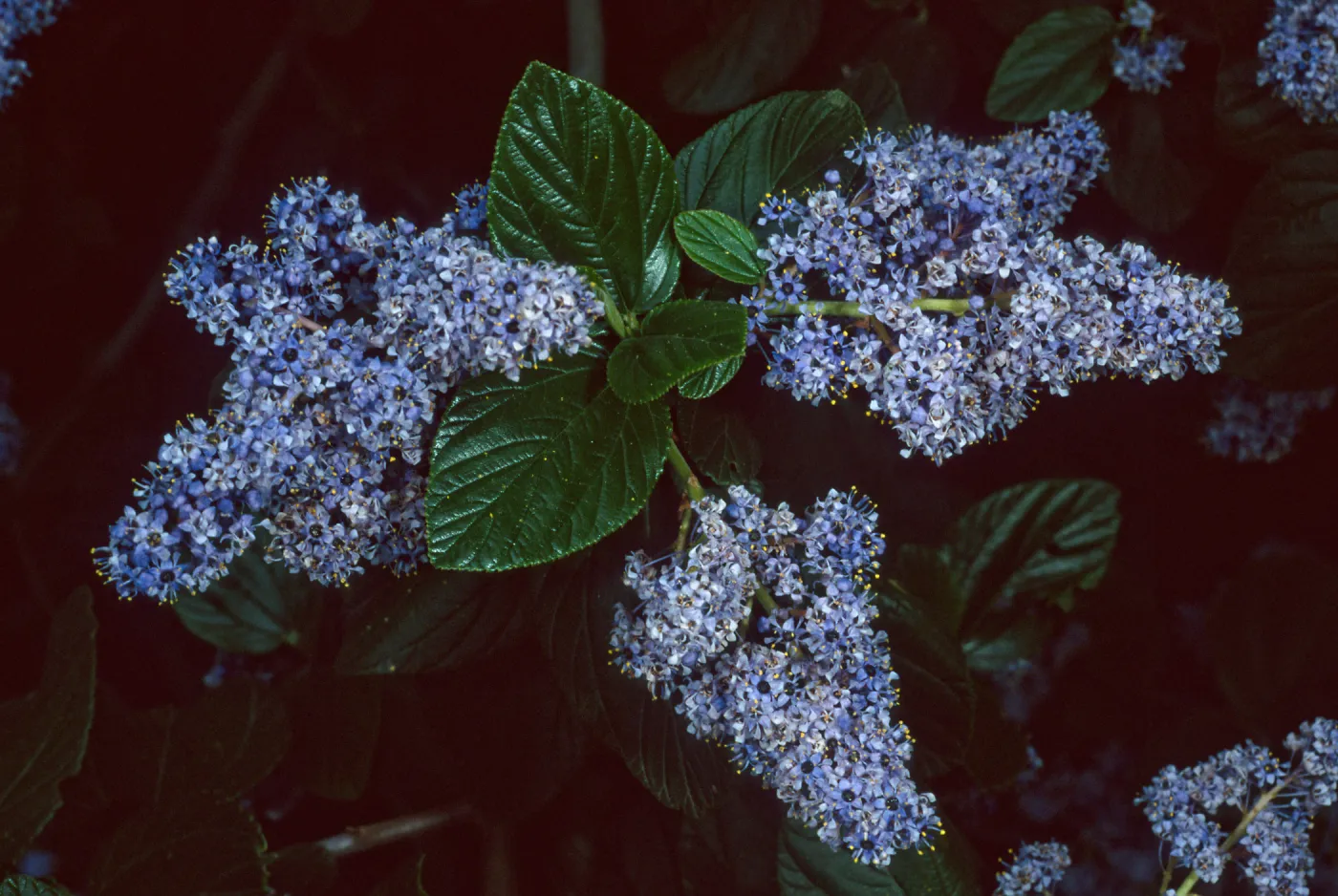 Ceanothus arboreus, Santa Barbara Botanic Garden