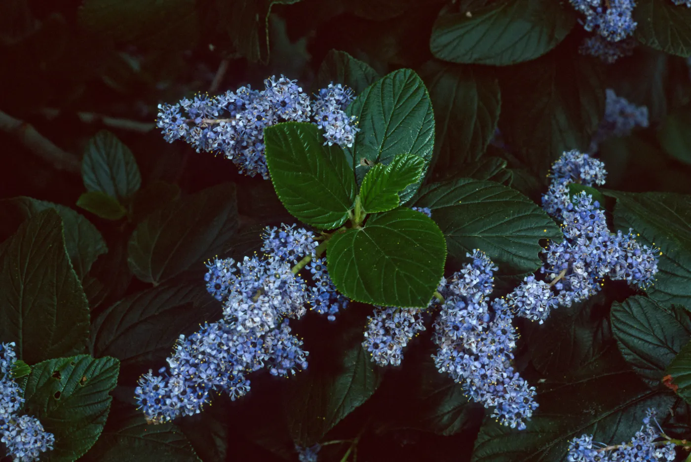Ceanothus arboreus, Santa Barbara Botanic Garden
