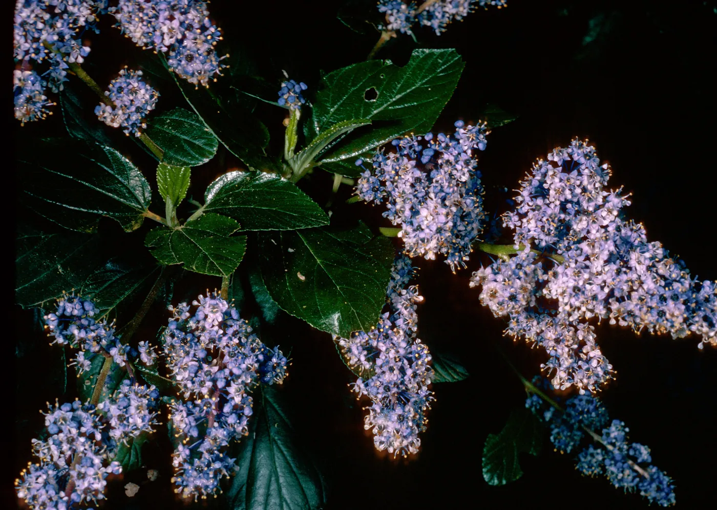 Ceanothus arboreus, Santa Barbara Botanic Garden