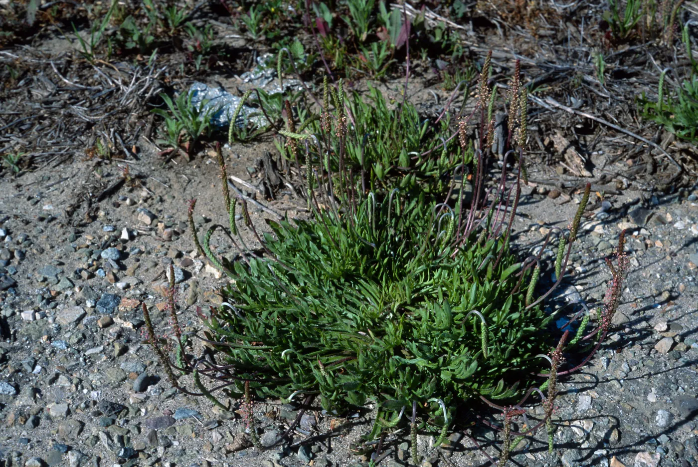 Plantago coronopus, San Nicolas Island