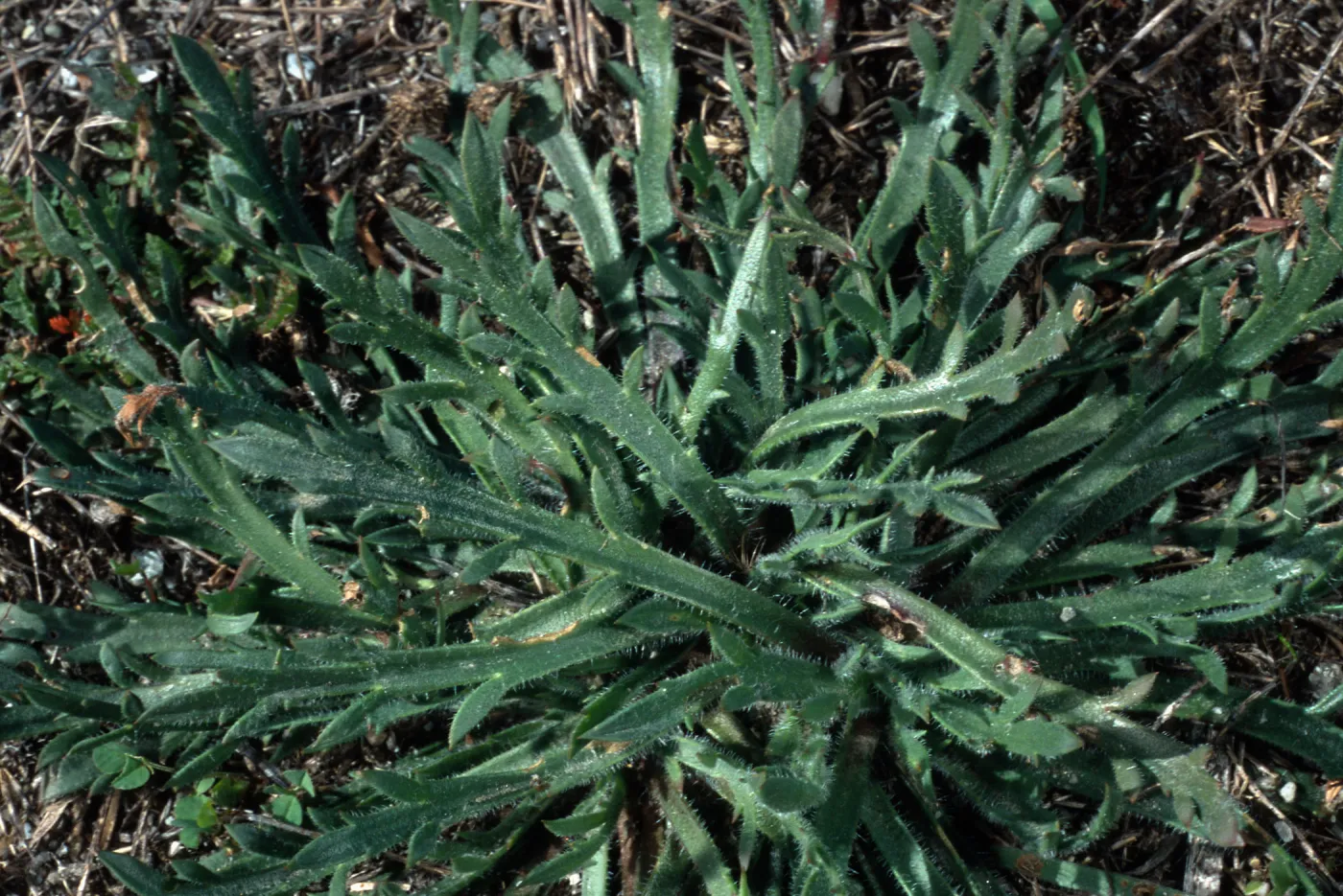 Plantago coronopus, San Nicolas Island