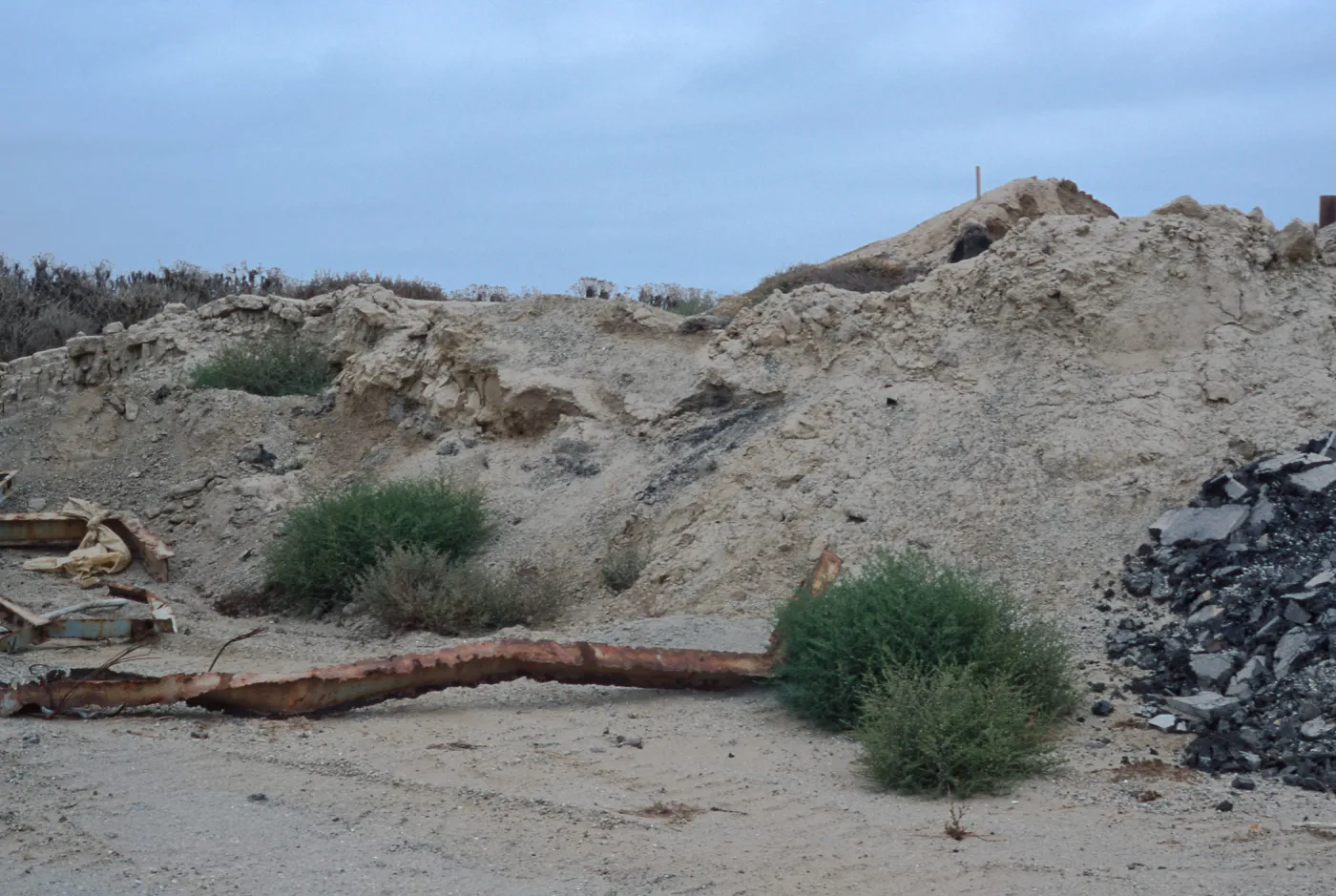 Salsola tragus, metric site on Beach Road, San Nicolas Island