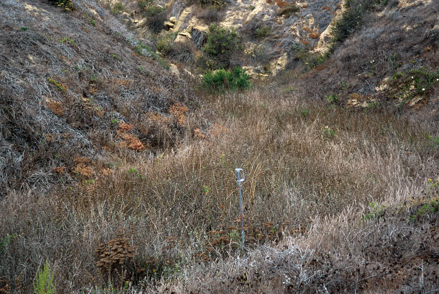 Marrubium vulgare, Twin Rivers drainage, San Nicolas Island