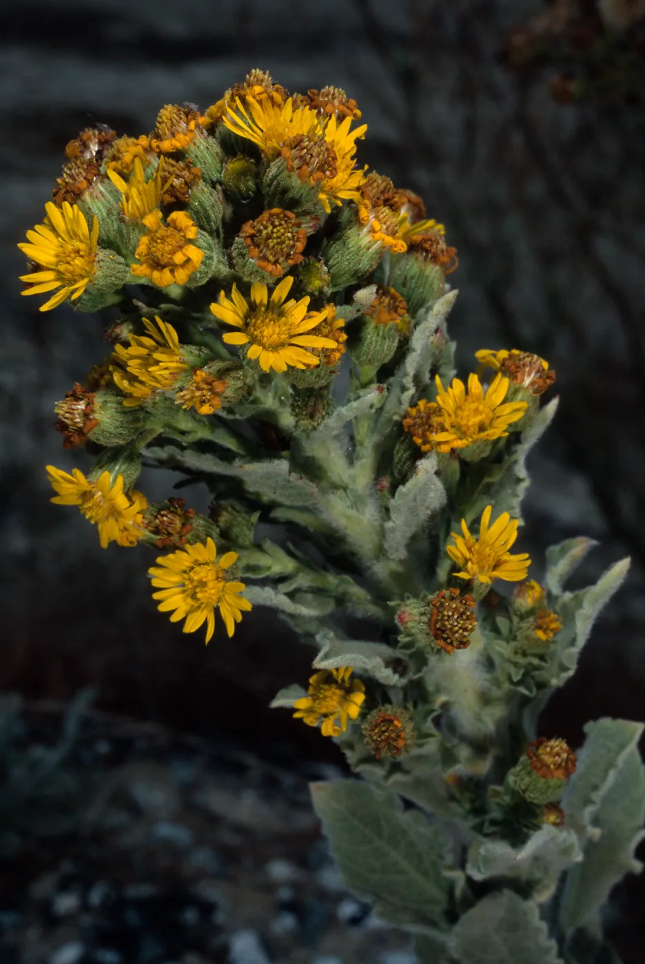 Heterotheca grandiflora, metric site/Beach Road, San Nicolas Island