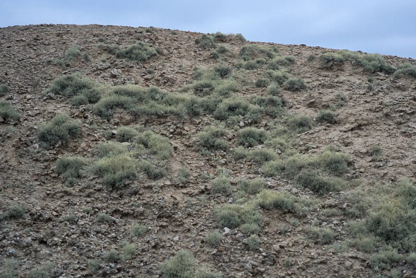 Niebla ramosissima, Theodolite Road, San Nicolas Island
