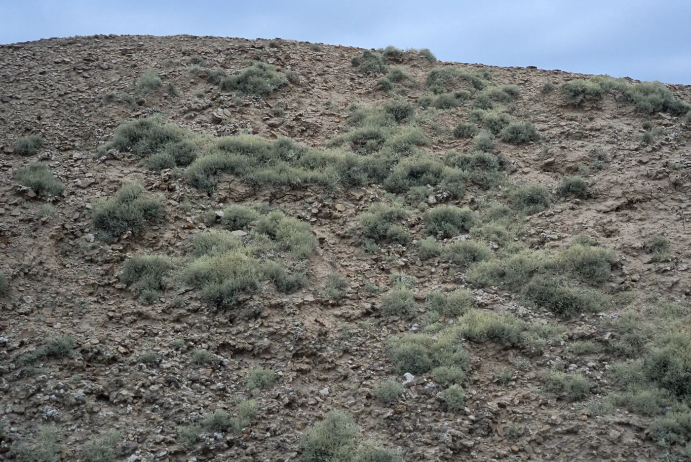 Niebla ramosissima, Theodolite Road, San Nicolas Island