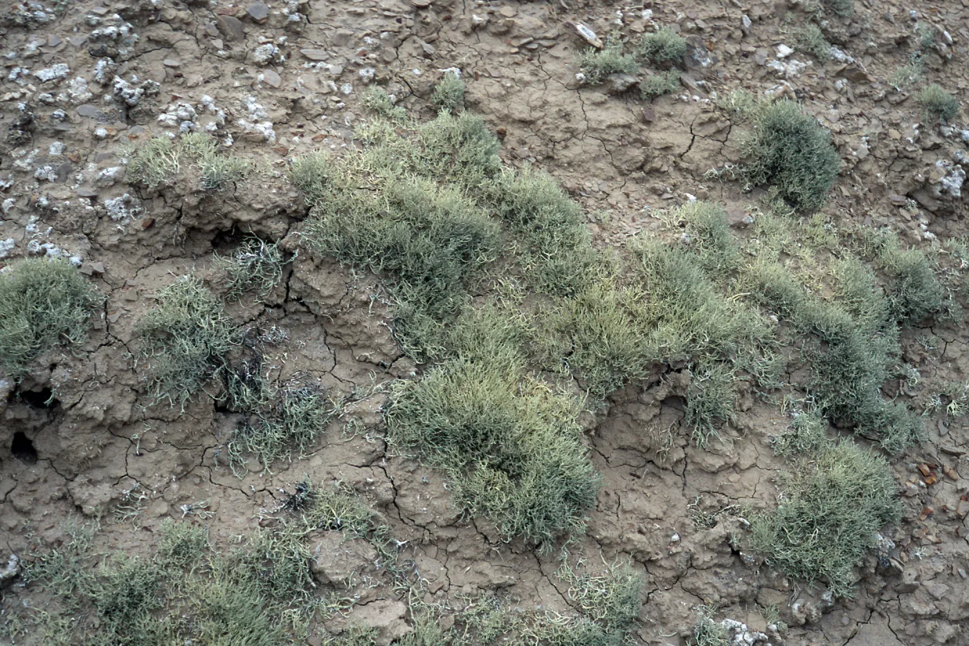 Niebla ramosissima, Theodolite Road, San Nicolas Island