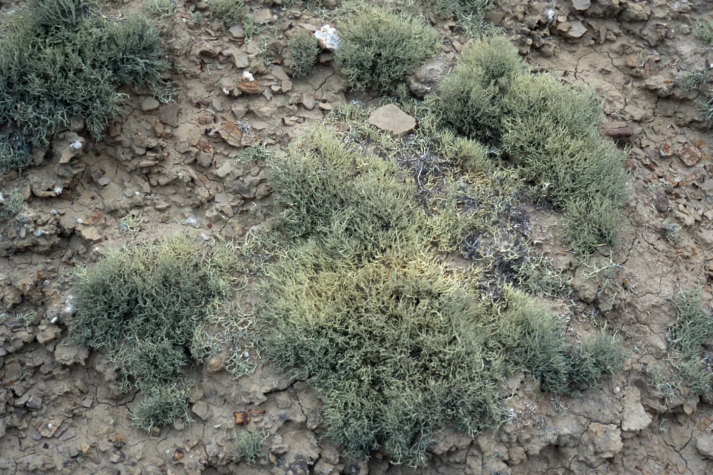 Niebla ramosissima, Theodolite Road, San Nicolas Island