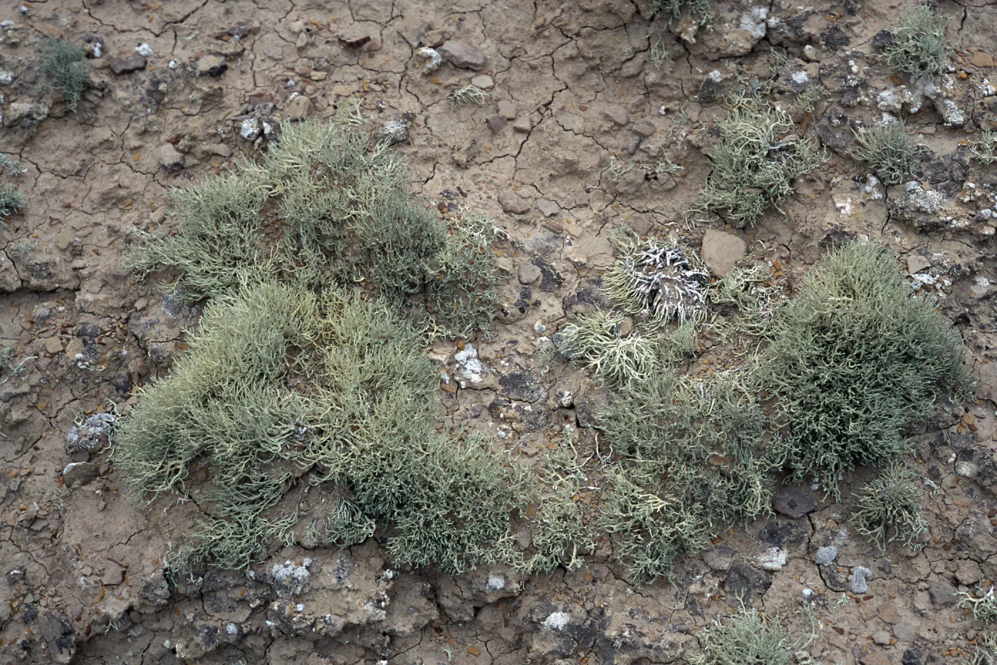 Niebla ramosissima, Theodolite Road, San Nicolas Island