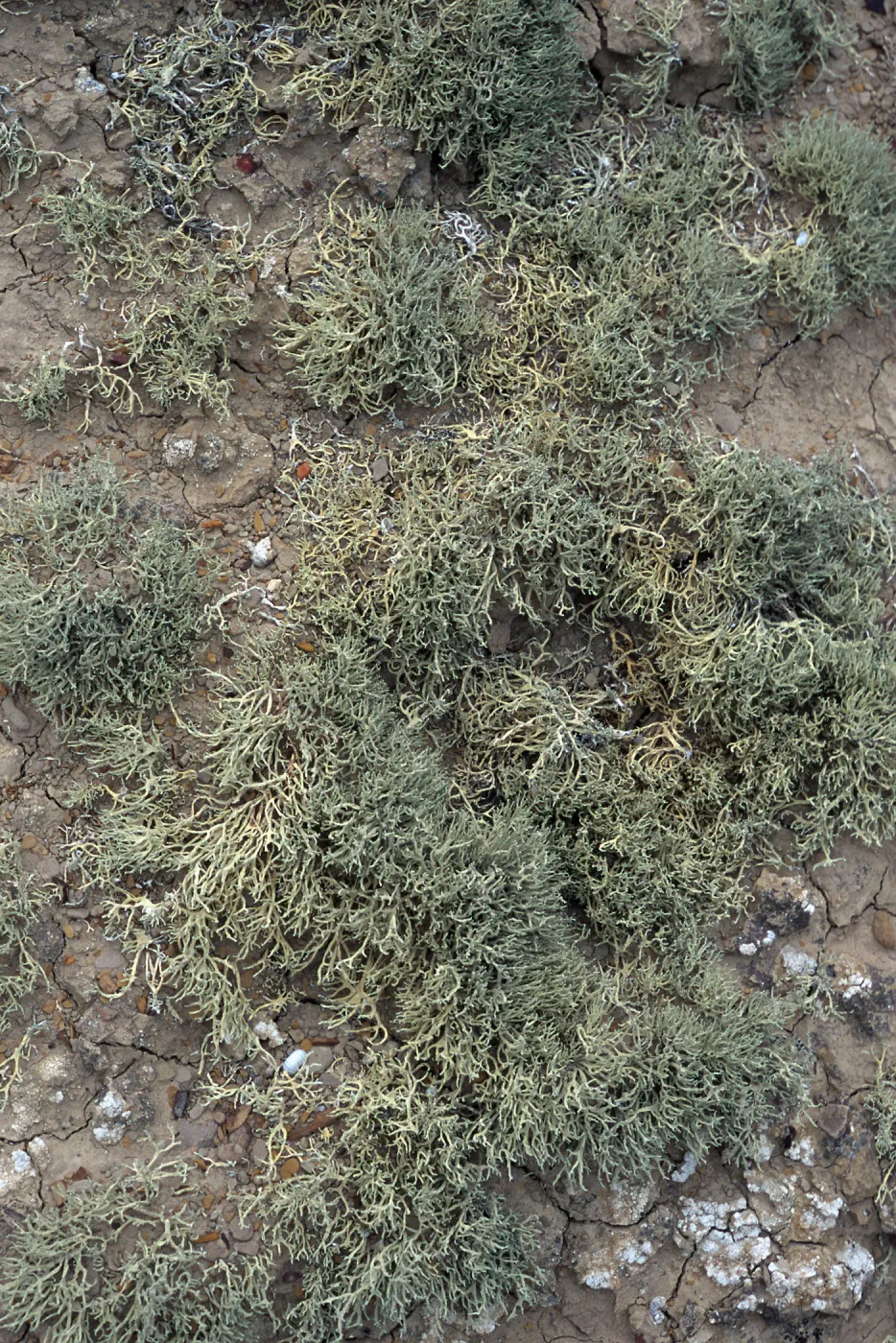 Niebla ramosissima, Theodolite Road, San Nicolas Island