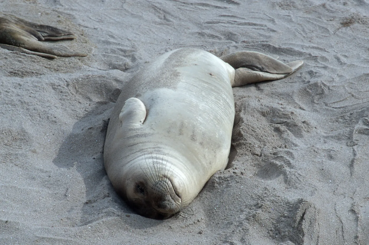 Elephant Seals, beach South of sandspit, San Nicolas Island