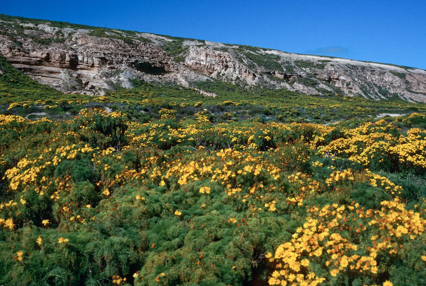 Coreopsis, Northeast flats, San Nicolas Island