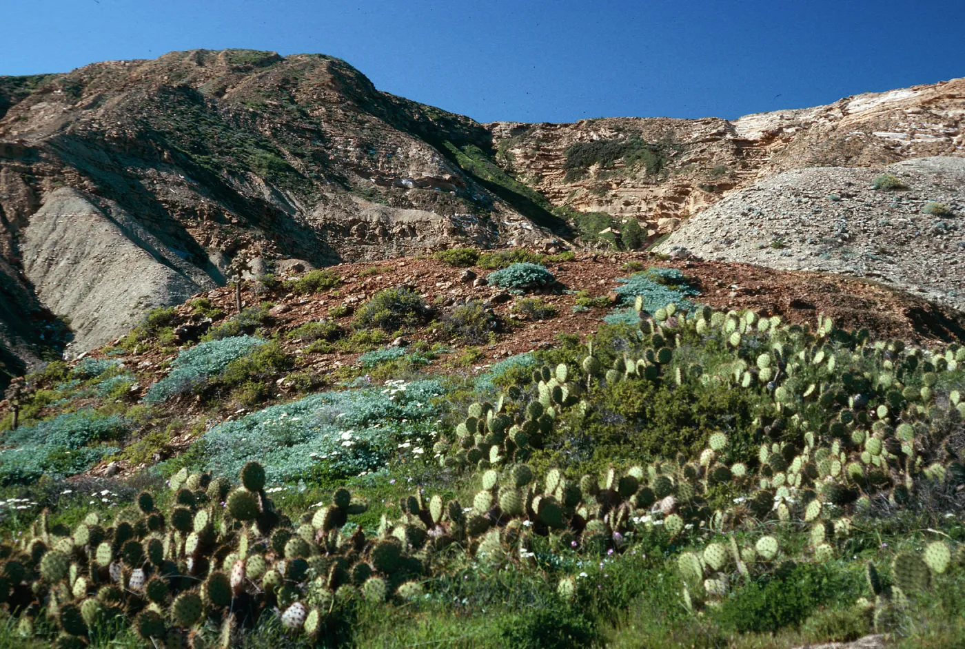 Opuntia oricola, East of barge landing, Southeast end, San Nicolas Island