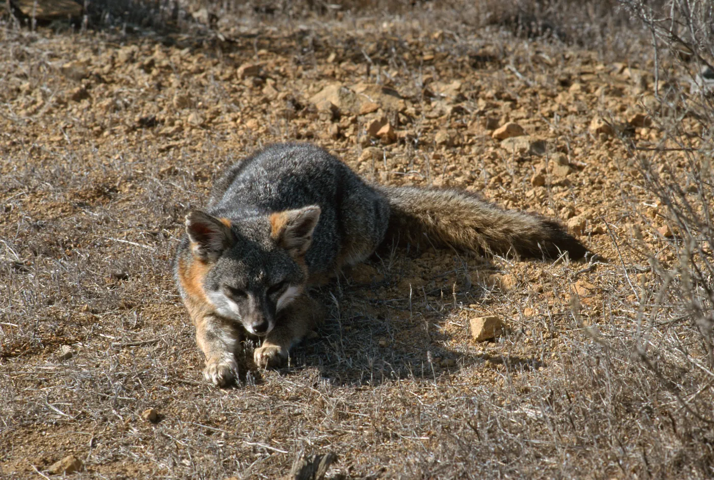 island fox, Kurt Road, Catalina Island