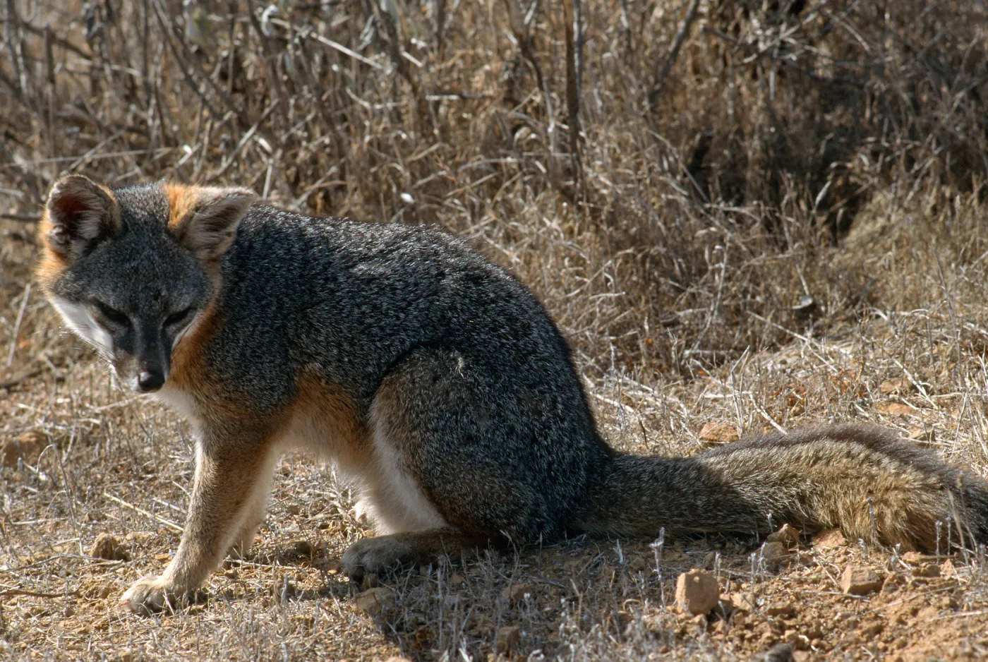 island fox, Kurt Road, Catalina Island