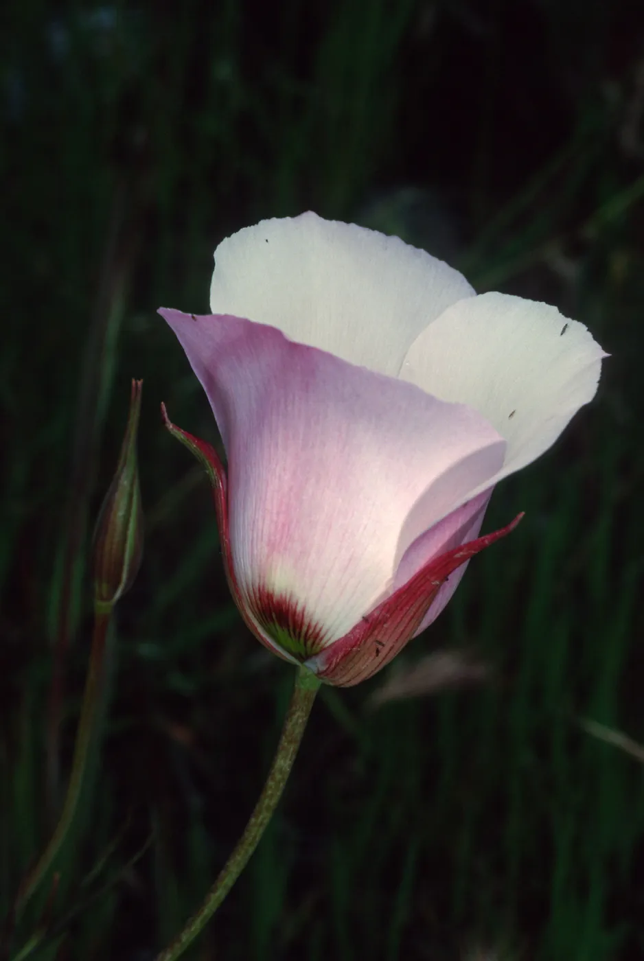Calochortus catalinae, Toyon Bay Road, Santa Catalina Island