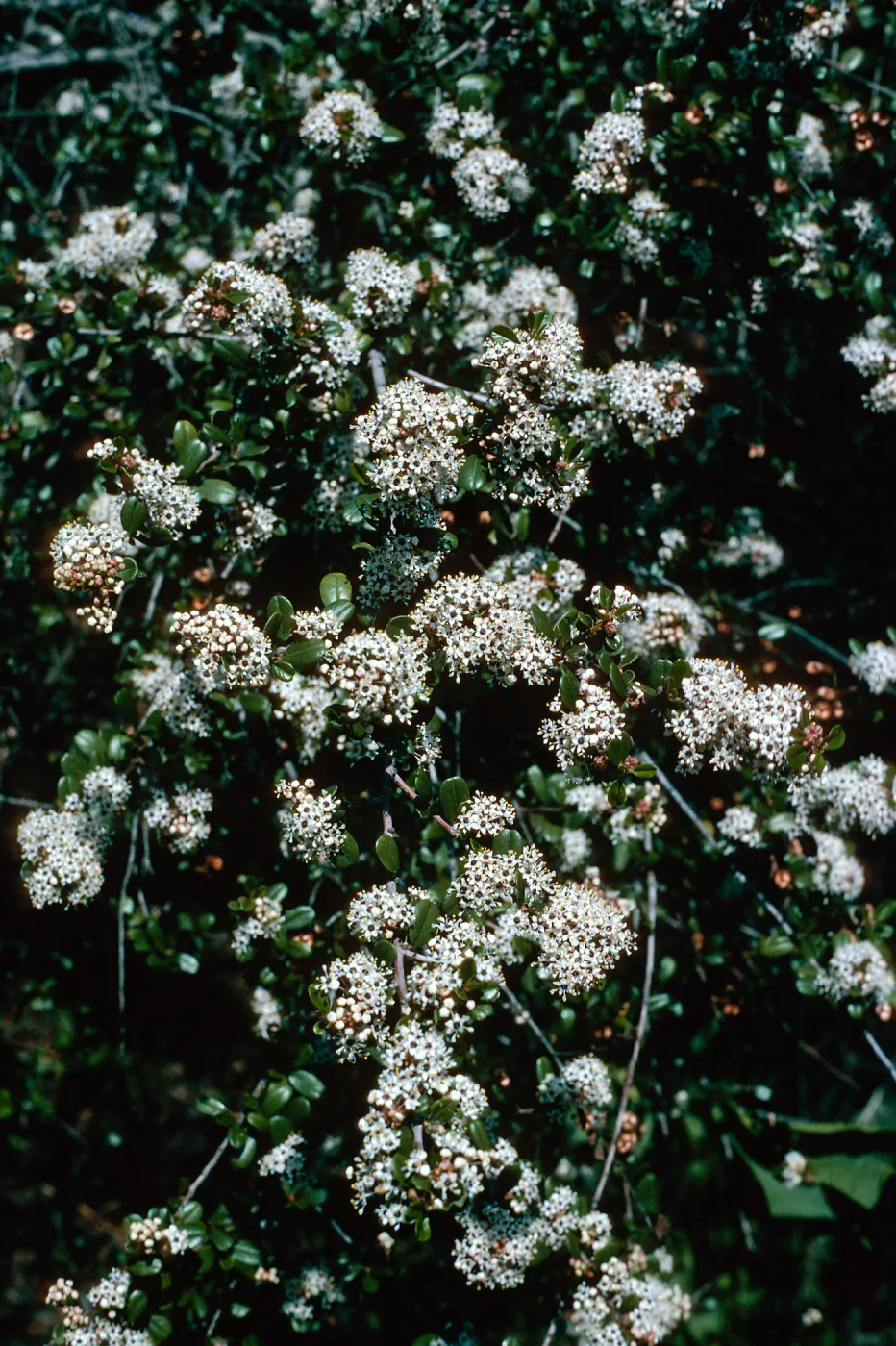 Ceanothus megacarpus, Tunnel Road, Santa Barbara County