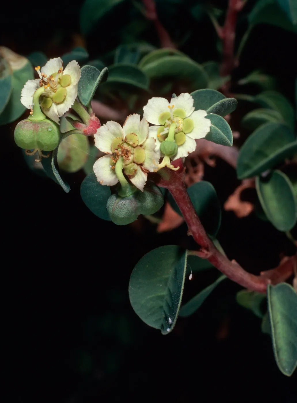 Euphorbia misera, 1140 Tunnel Road, Santa Barbara County